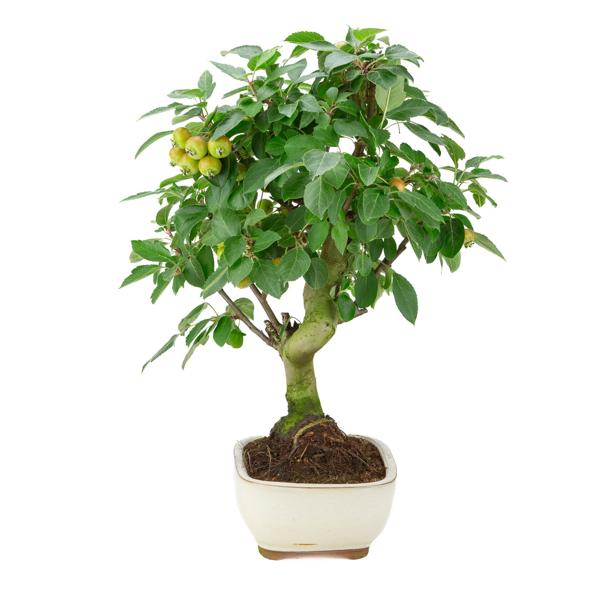 Malus halliana (Pommier) dans un pot rectangulaire crème, hauteur ~50 cm