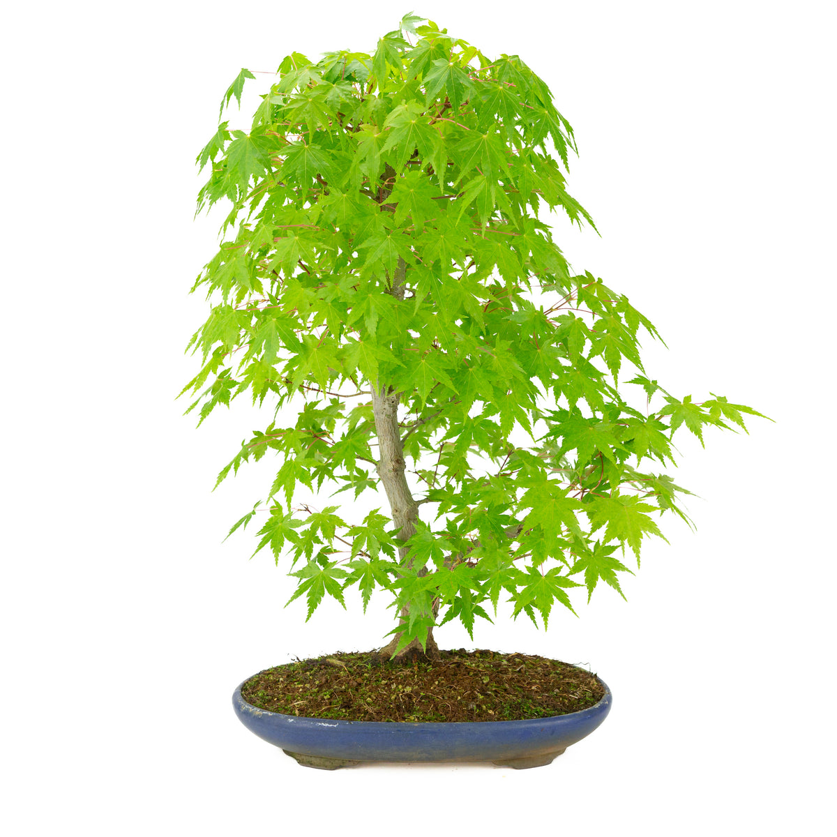 Acer palmatum (Érable japonais) pot ovale bleu, hauteur ~50 cm