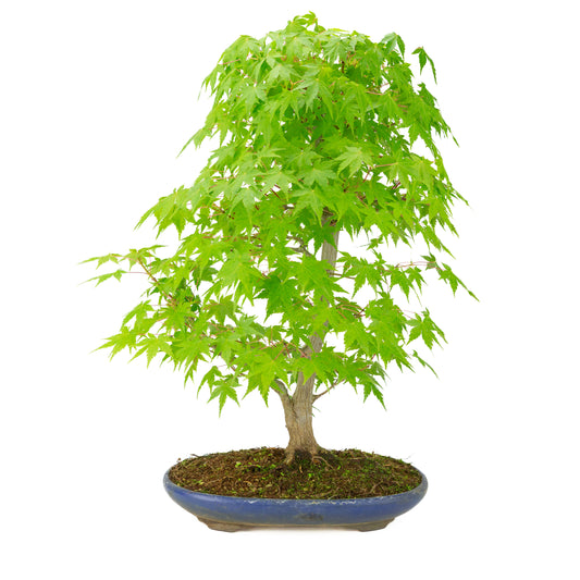 Acer palmatum (Érable japonais) pot ovale bleu, hauteur ~50 cm
