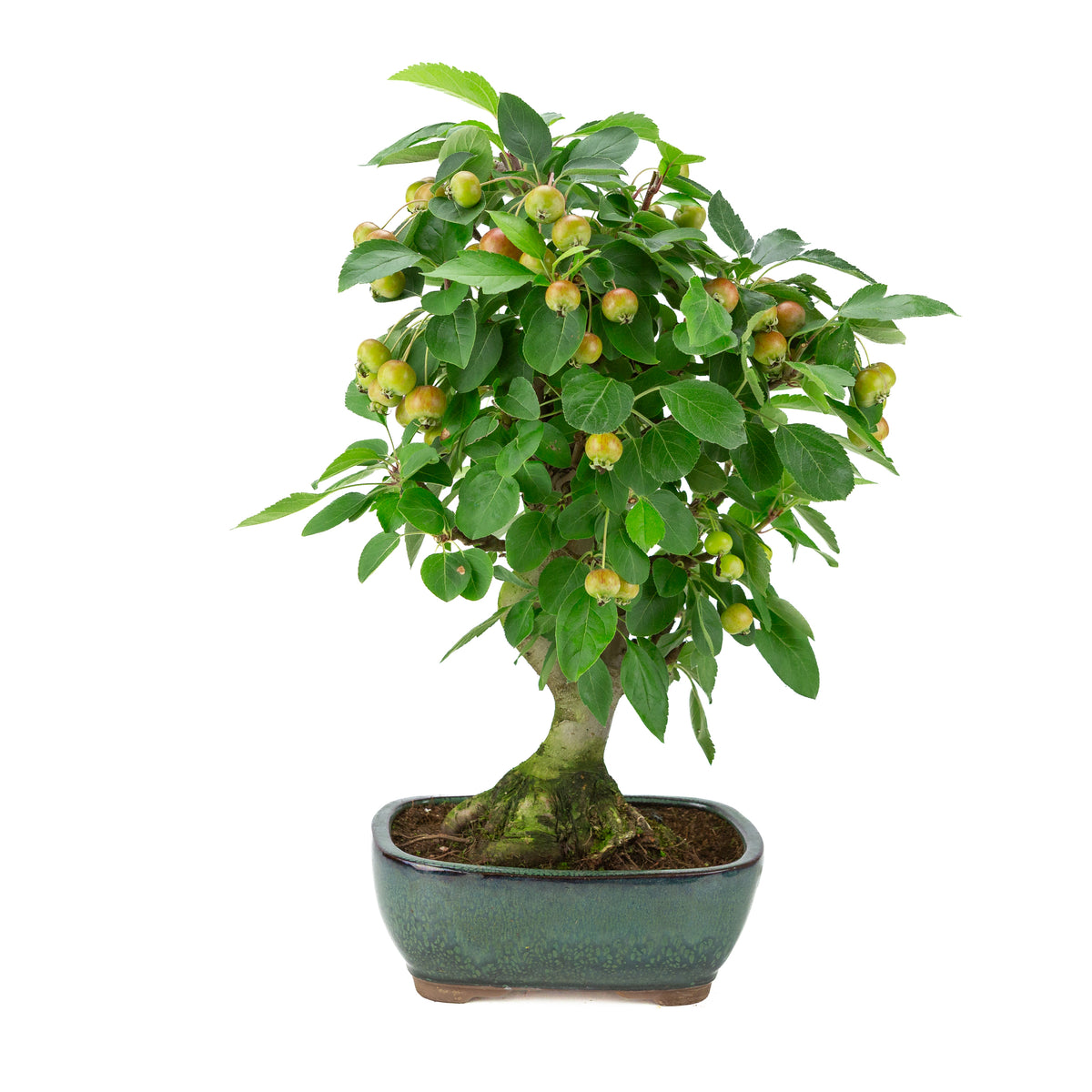 Malus halliana (Pomme) en pot rectangulaire verte, hauteur ~46 cm