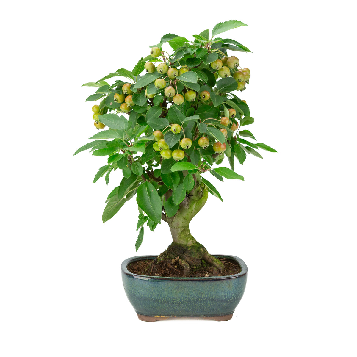 Malus halliana (Pomme) en pot rectangulaire verte, hauteur ~46 cm