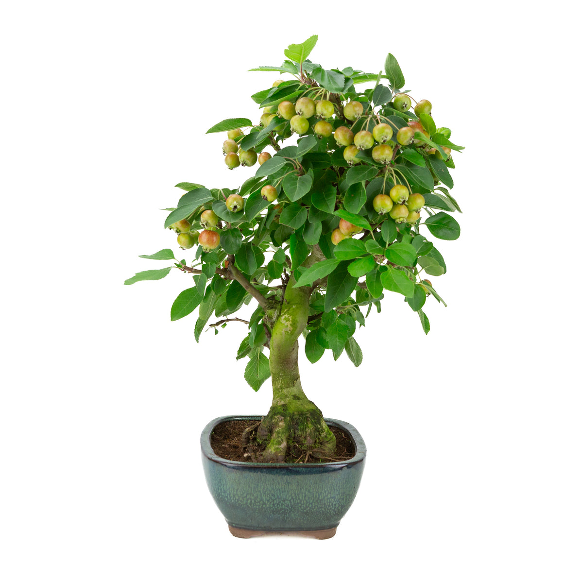 Malus halliana (Pomme) en pot rectangulaire verte, hauteur ~46 cm