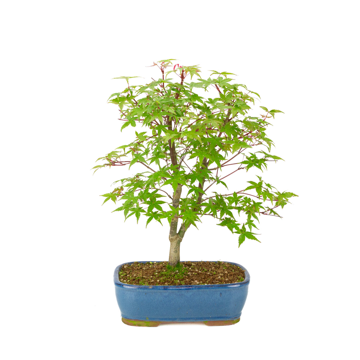 Acer palmatum 'Deshojo' (Érable japonais) pot rectangulaire bleu, hauteur ~39 cm