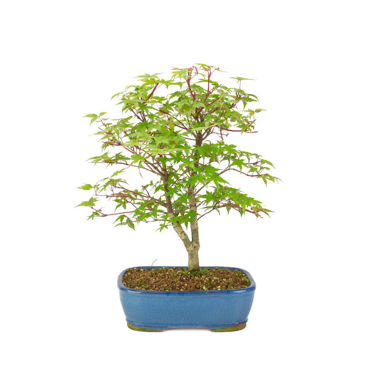 Acer palmatum 'Deshojo' (Érable japonais) pot rectangulaire bleu, hauteur ~39 cm