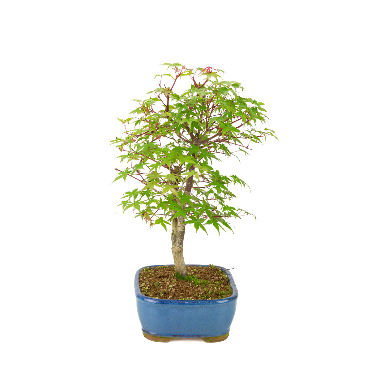 Acer palmatum 'Deshojo' (Érable japonais) pot rectangulaire bleu, hauteur ~39 cm