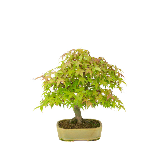 Acer palmatum Deshojo (érable du Japon) pot rectangulaire beige, hauteur ~33 cm
