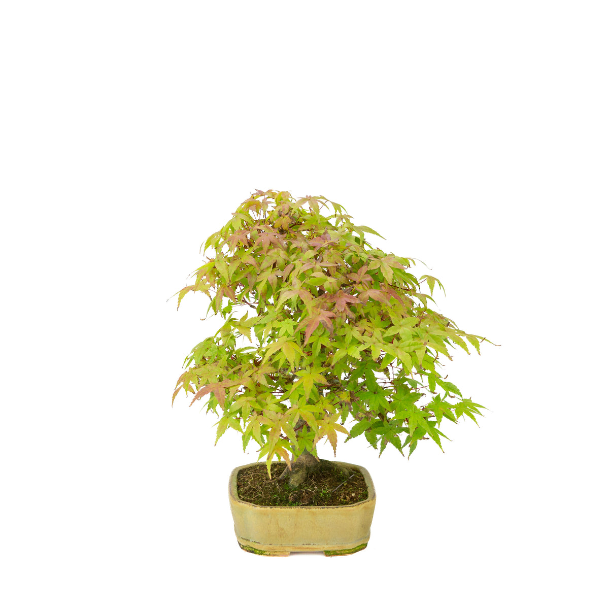 Acer palmatum Deshojo (érable du Japon) pot rectangulaire beige, hauteur ~33 cm
