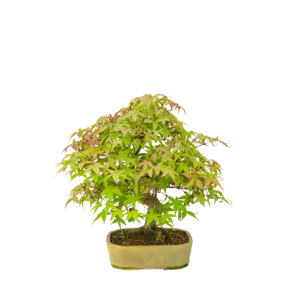 Acer palmatum Deshojo (érable du Japon) pot rectangulaire beige, hauteur ~33 cm