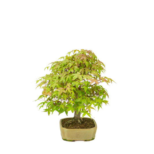 Acer palmatum Deshojo (érable du Japon) pot rectangulaire beige, hauteur ~33 cm