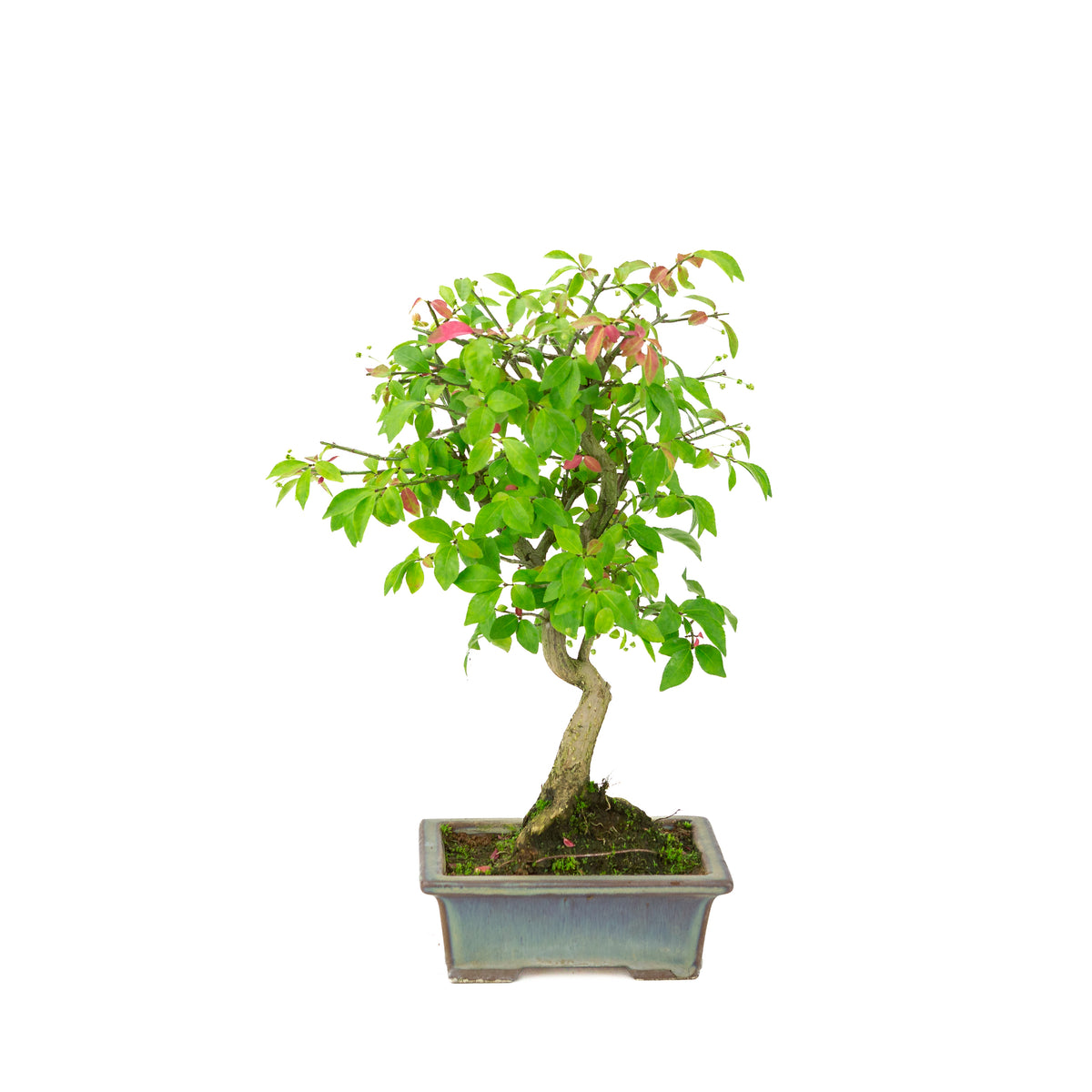 Euonymus alatus (Fusain ailé) pot rectangulaire bleu-vert, hauteur ~36 cm