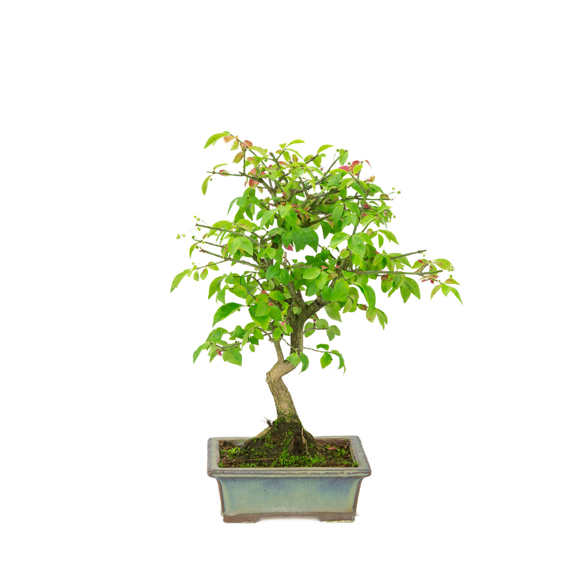 Euonymus alatus (Fusain ailé) pot rectangulaire bleu-vert, hauteur ~36 cm