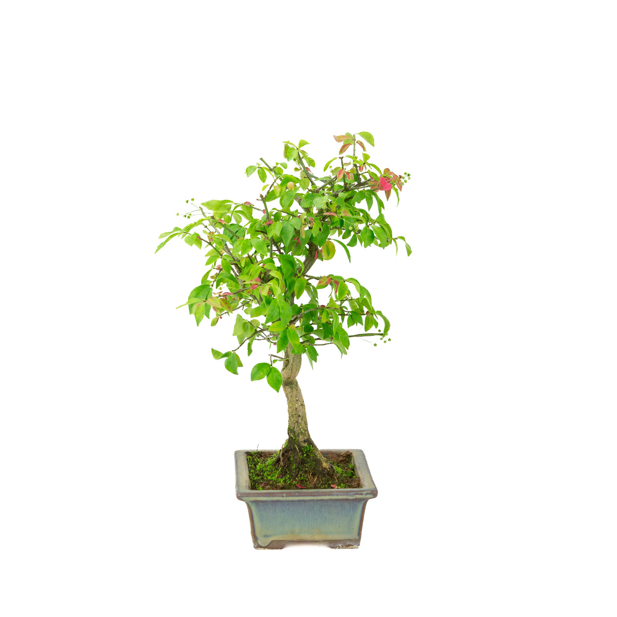 Euonymus alatus (Fusain ailé) pot rectangulaire bleu-vert, hauteur ~36 cm