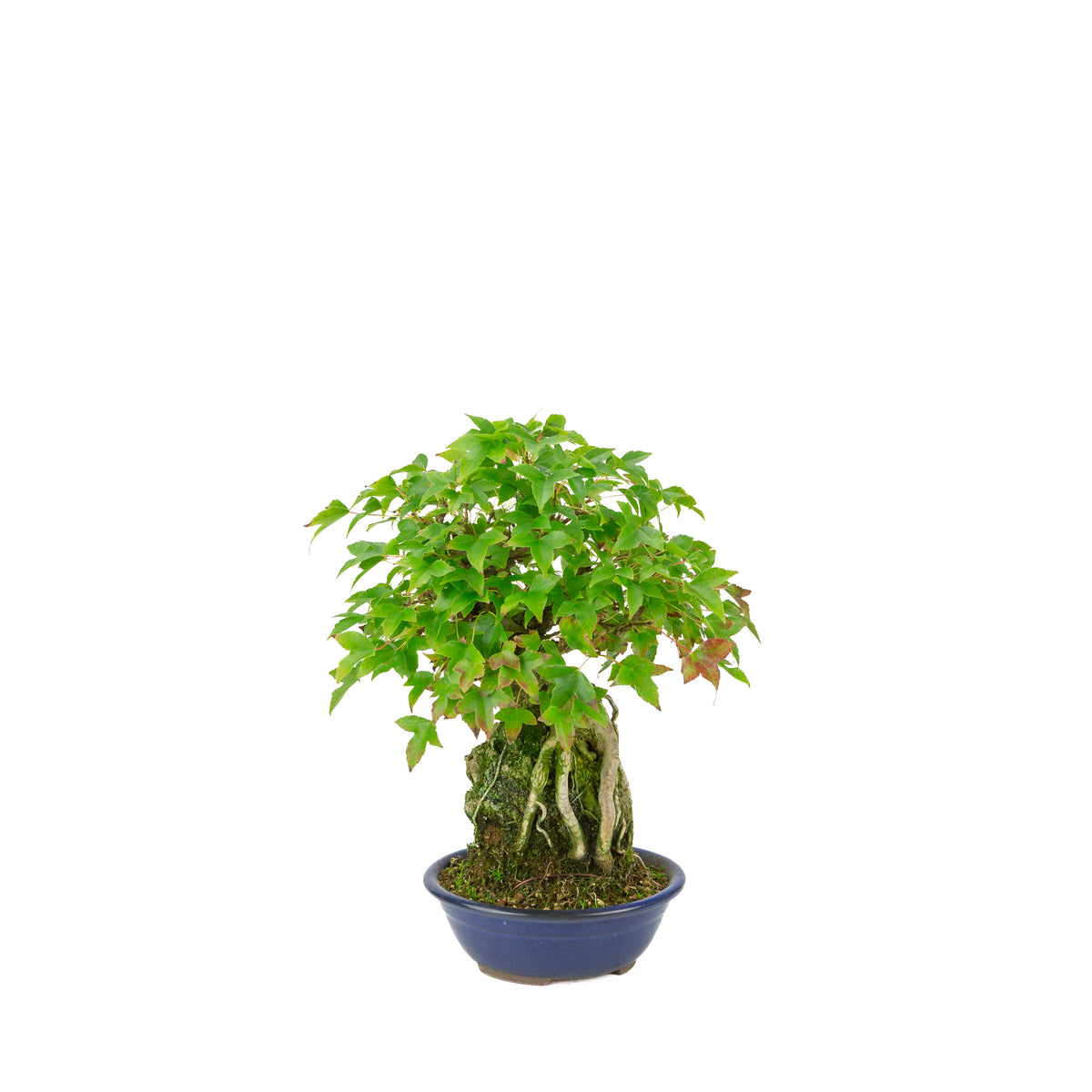 Acer buergerianum (Érable de Burger) Seki-jojo dans un pot rond bleu, hauteur ~29 cm