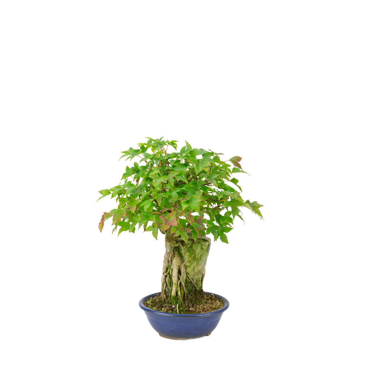 Acer buergerianum (Érable de Burger) Seki-jojo dans un pot rond bleu, hauteur ~29 cm