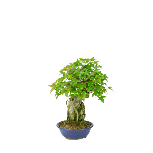 Acer buergerianum (Érable de Burger) Seki-jojo dans un pot rond bleu, hauteur ~29 cm