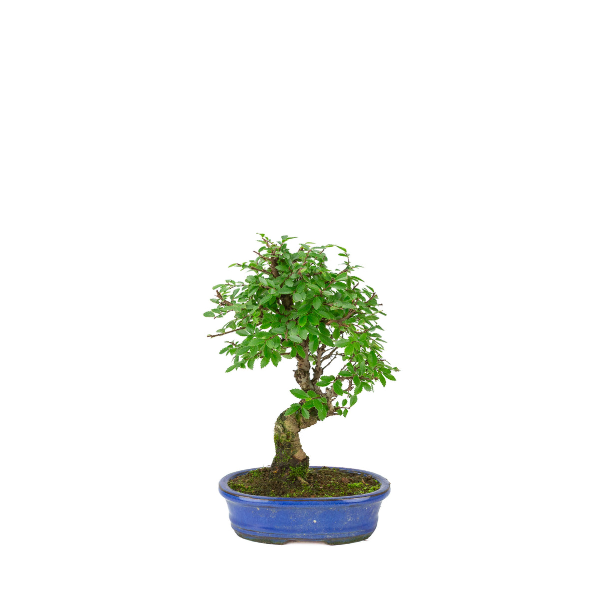 Zelkova nire (Orme du Japon) dans un pot ovale bleu, hauteur ~28 cm