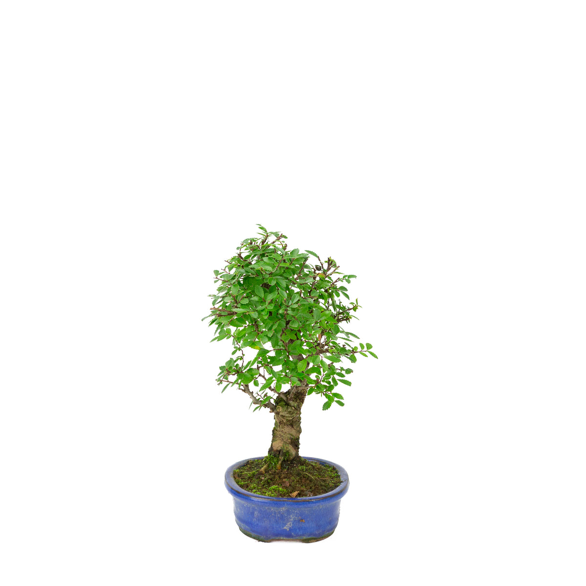 Zelkova nire (Orme du Japon) dans un pot ovale bleu, hauteur ~28 cm
