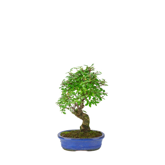 Zelkova nire (Orme du Japon) dans un pot ovale bleu, hauteur ~28 cm