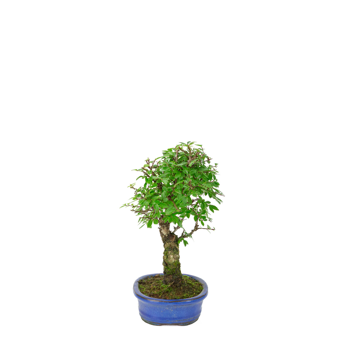 Zelkova nire (Orme du Japon) dans un pot ovale bleu, hauteur ~28 cm