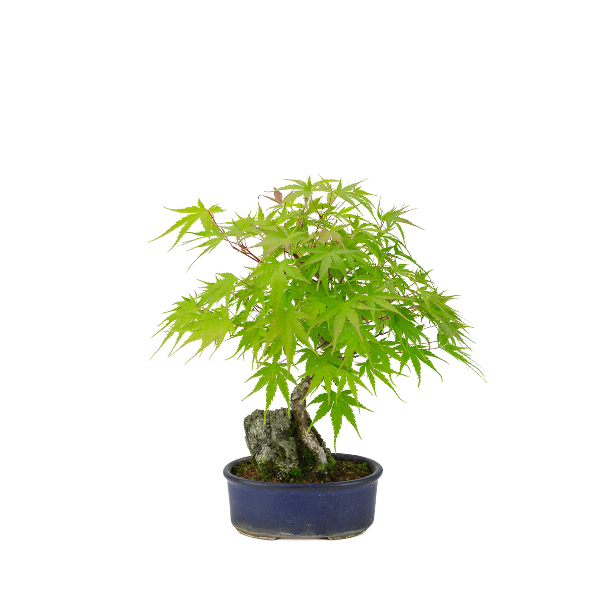 Acer palmatum 'Arakawa' (Érable du Japon) Seki-jojo en pot ovale bleu, hauteur ~30 cm