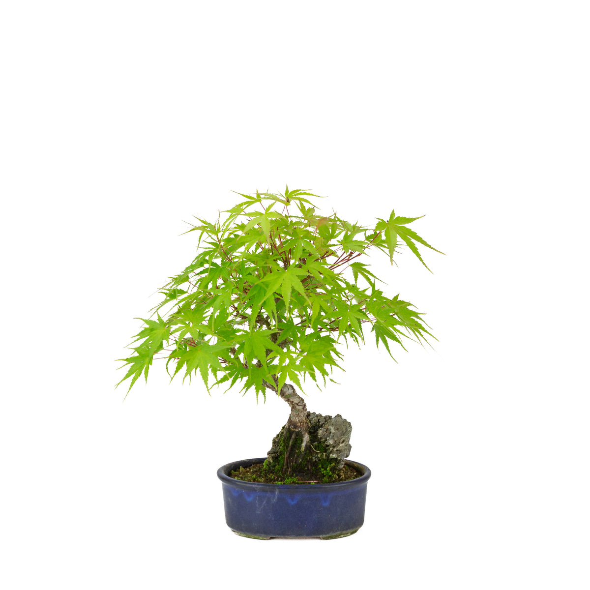 Acer palmatum 'Arakawa' (Érable du Japon) Seki-jojo en pot ovale bleu, hauteur ~30 cm