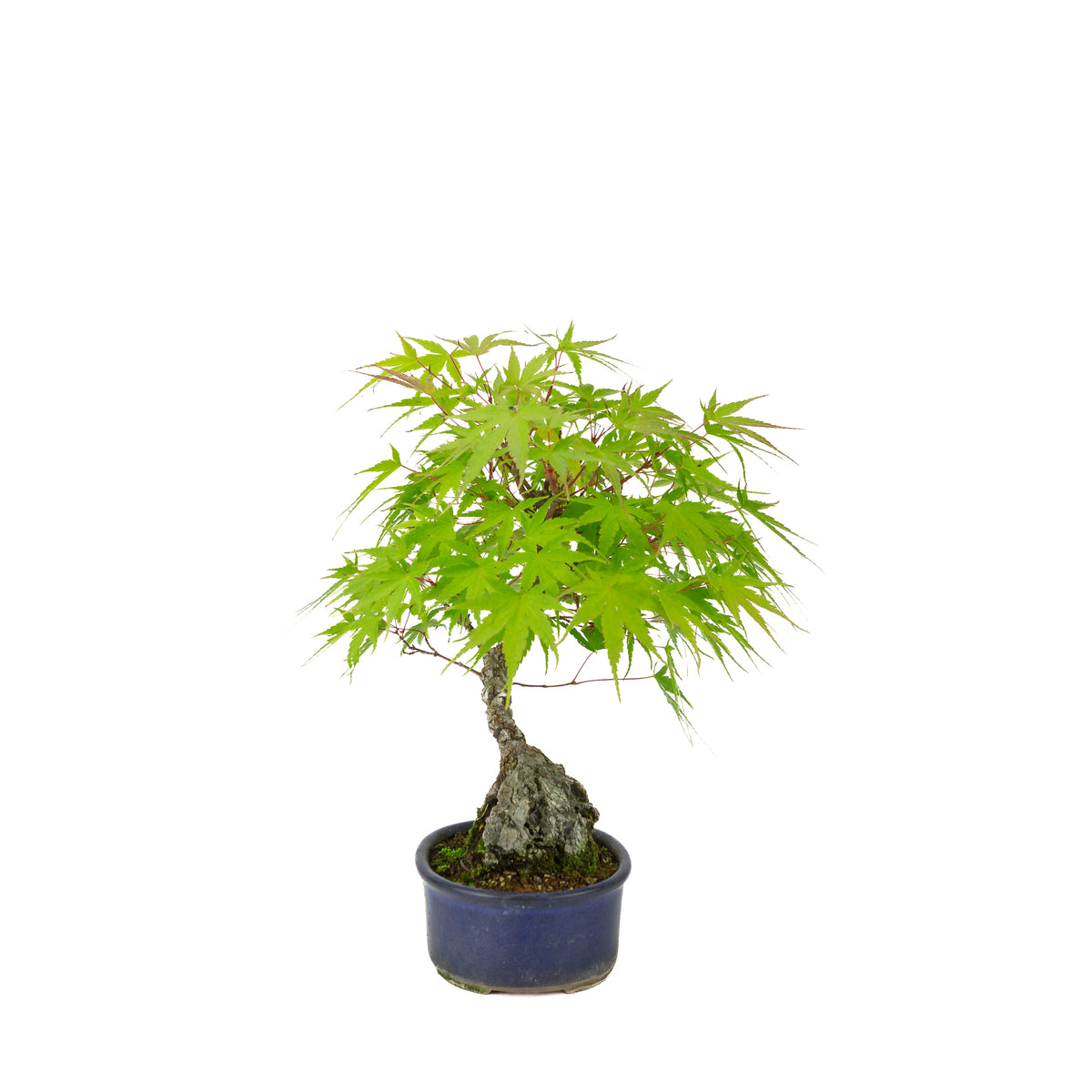 Acer palmatum 'Arakawa' (Érable du Japon) Seki-jojo en pot ovale bleu, hauteur ~30 cm