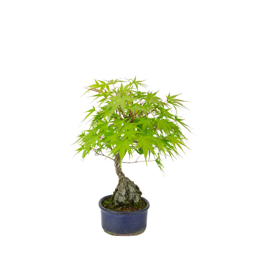 Acer palmatum 'Arakawa' (Érable du Japon) Seki-jojo en pot ovale bleu, hauteur ~30 cm