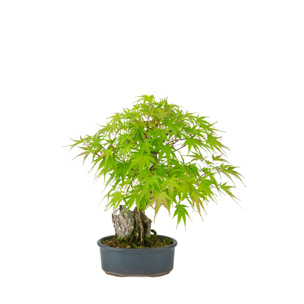 Acer palmatum 'Arakawa' (Érable japonais) Seki-joju dans un pot ovale bleu, hauteur ~32 cm