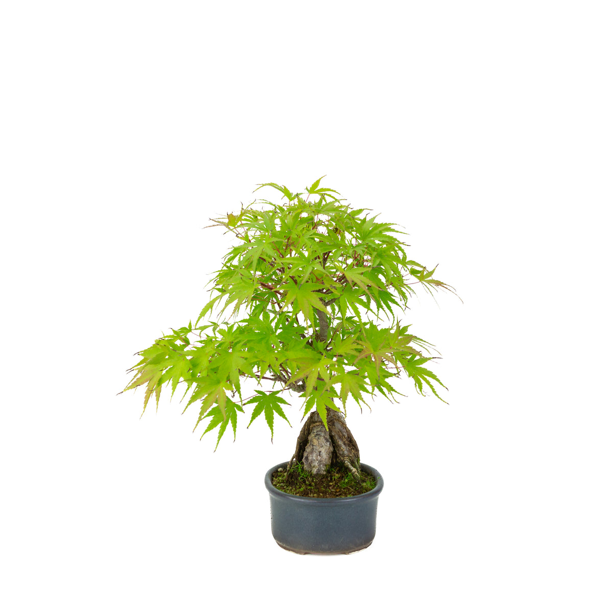 Acer palmatum 'Arakawa' (Érable japonais) Seki-joju dans un pot ovale bleu, hauteur ~32 cm
