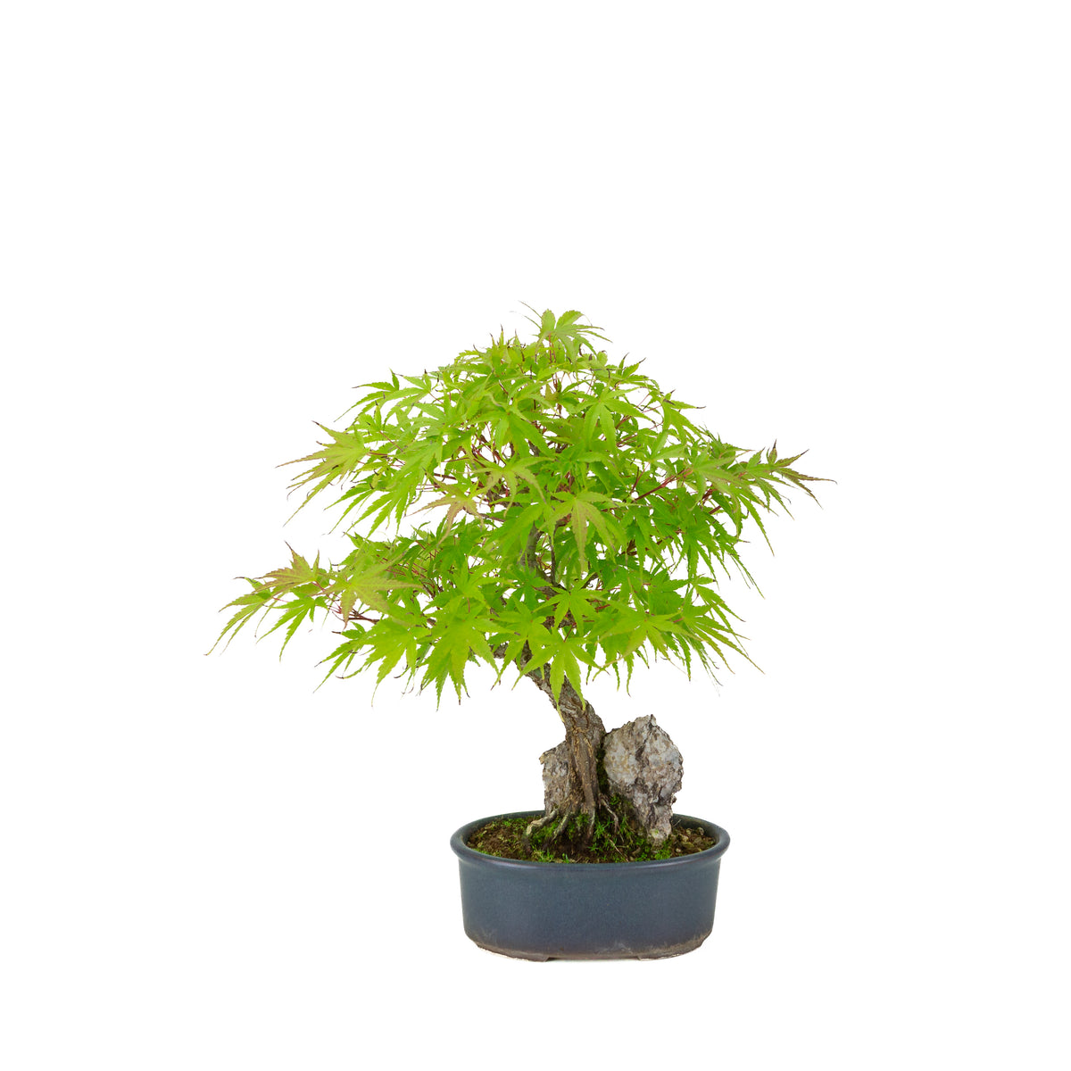 Acer palmatum 'Arakawa' (Érable japonais) Seki-joju dans un pot ovale bleu, hauteur ~32 cm