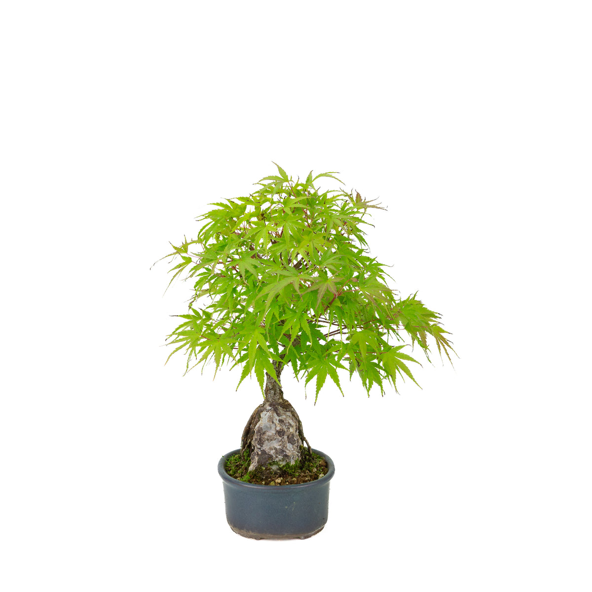 Acer palmatum 'Arakawa' (Érable japonais) Seki-joju dans un pot ovale bleu, hauteur ~32 cm