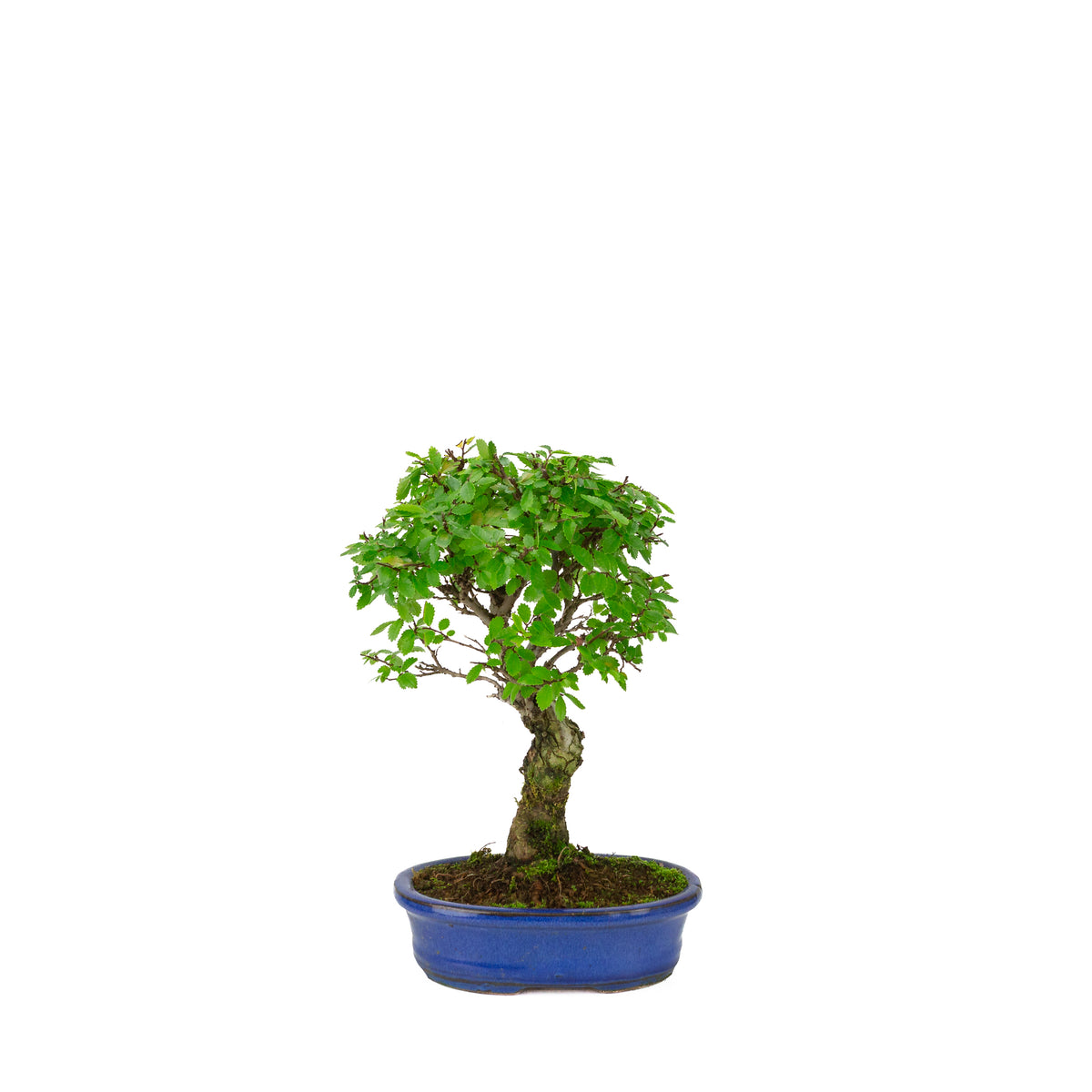 Zelkova nire (Orme du Japon) dans un pot ovale bleu, hauteur ~28cm