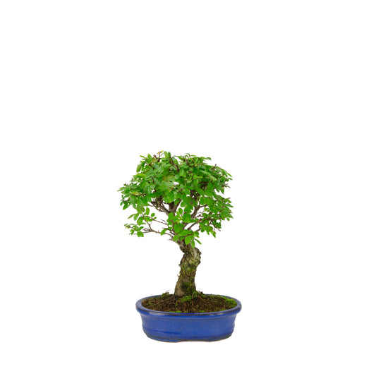 Zelkova nire (Orme du Japon) dans un pot ovale bleu, hauteur ~28cm