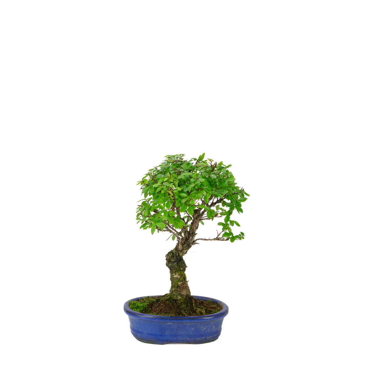 Zelkova nire (Orme du Japon) dans un pot ovale bleu, hauteur ~28cm