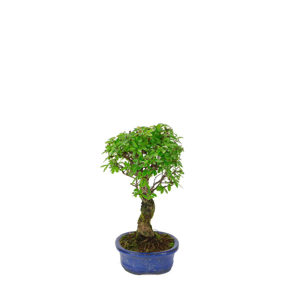 Zelkova nire (Orme du Japon) dans un pot ovale bleu, hauteur ~28cm