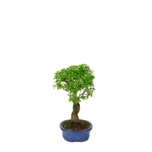 Zelkova nire (Orme du Japon) dans un pot ovale bleu, hauteur ~28cm