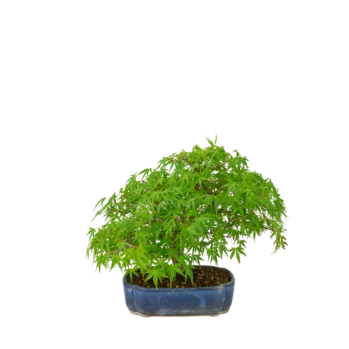 Acer palmatum (érable du Japon) pot mokko bleu, hauteur ~26 cm