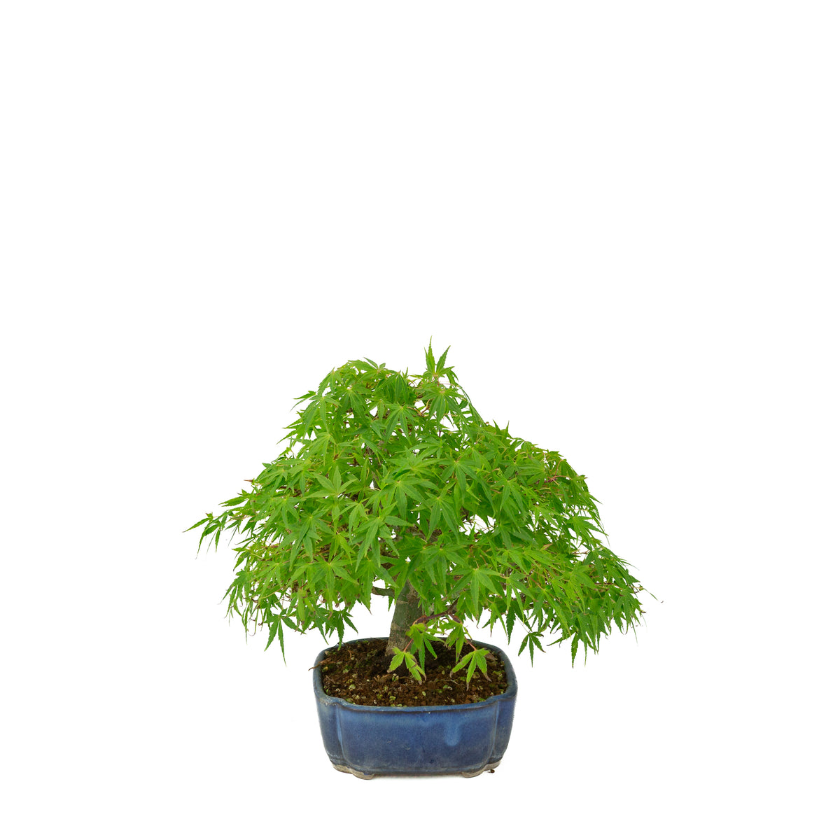 Acer palmatum (érable du Japon) pot mokko bleu, hauteur ~26 cm