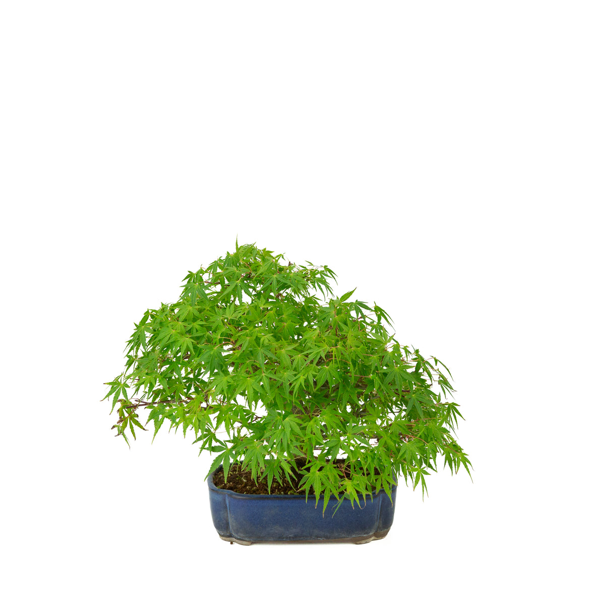 Acer palmatum (érable du Japon) pot mokko bleu, hauteur ~26 cm