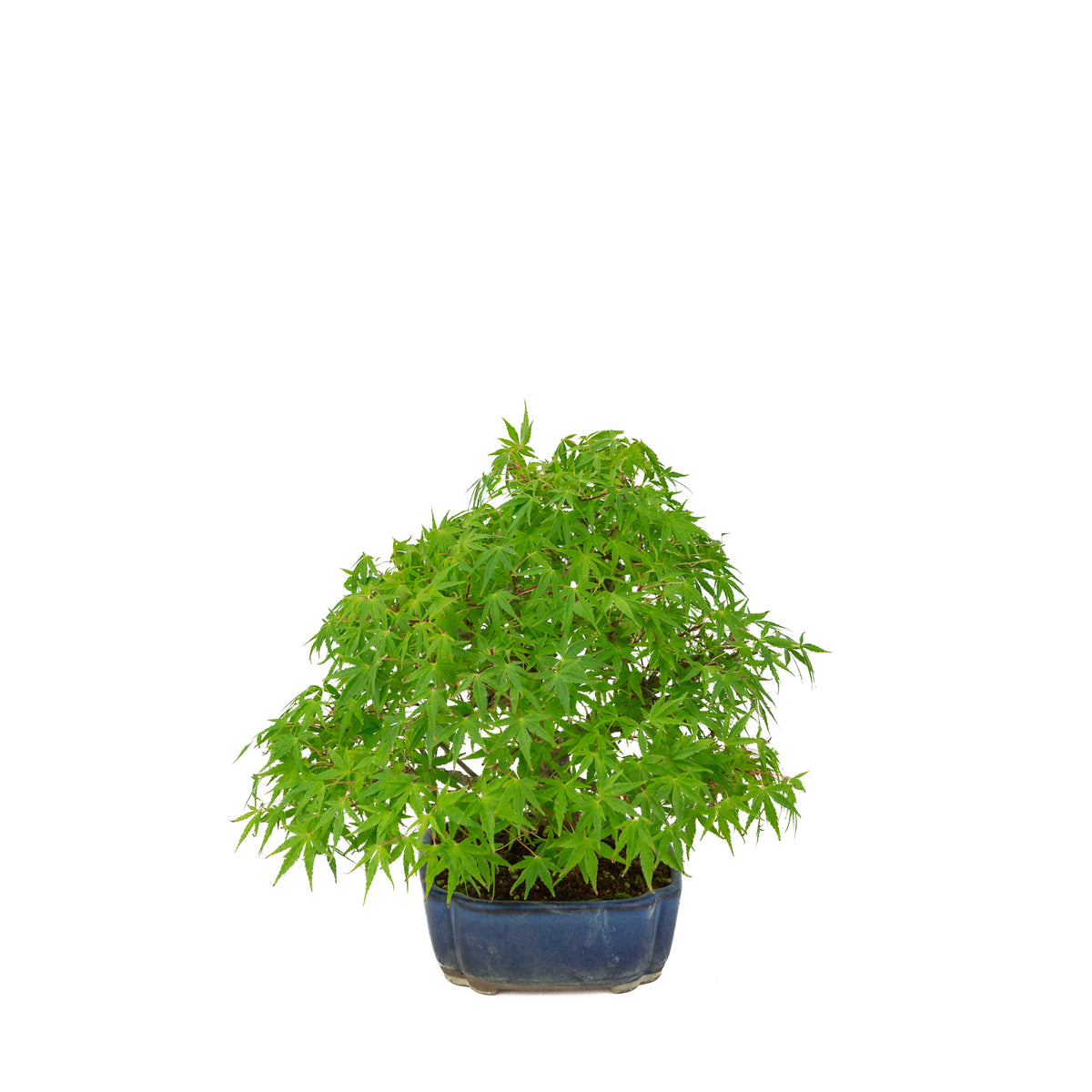 Acer palmatum (érable du Japon) pot mokko bleu, hauteur ~26 cm