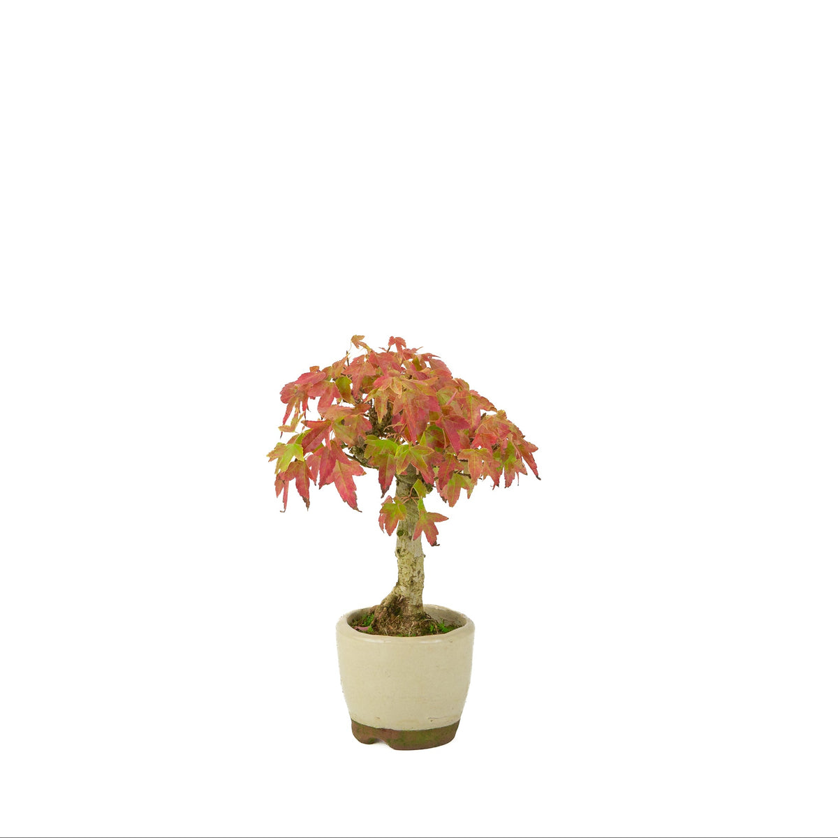 Acer buergerianum (Érable de Burger) pot rond crème, hauteur ~24 cm