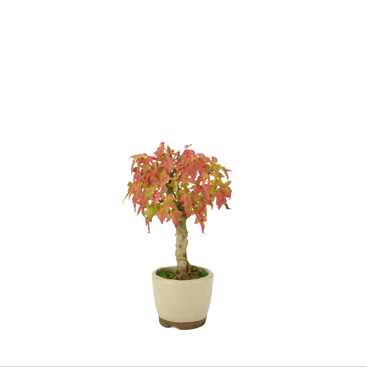 Acer buergerianum (Érable de Burger) pot rond crème, hauteur ~24 cm