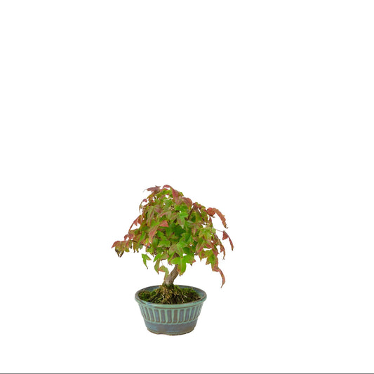 Acer buergerianum (Érable de Burger) pot rond bleu-vert, hauteur ~17 cm
