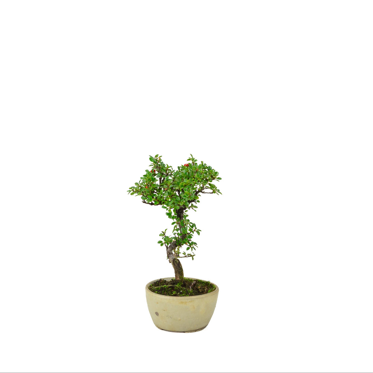 Cotoneaster horizontalis (Cotonéaster rampant) pot rond crème, hauteur ~21 cm