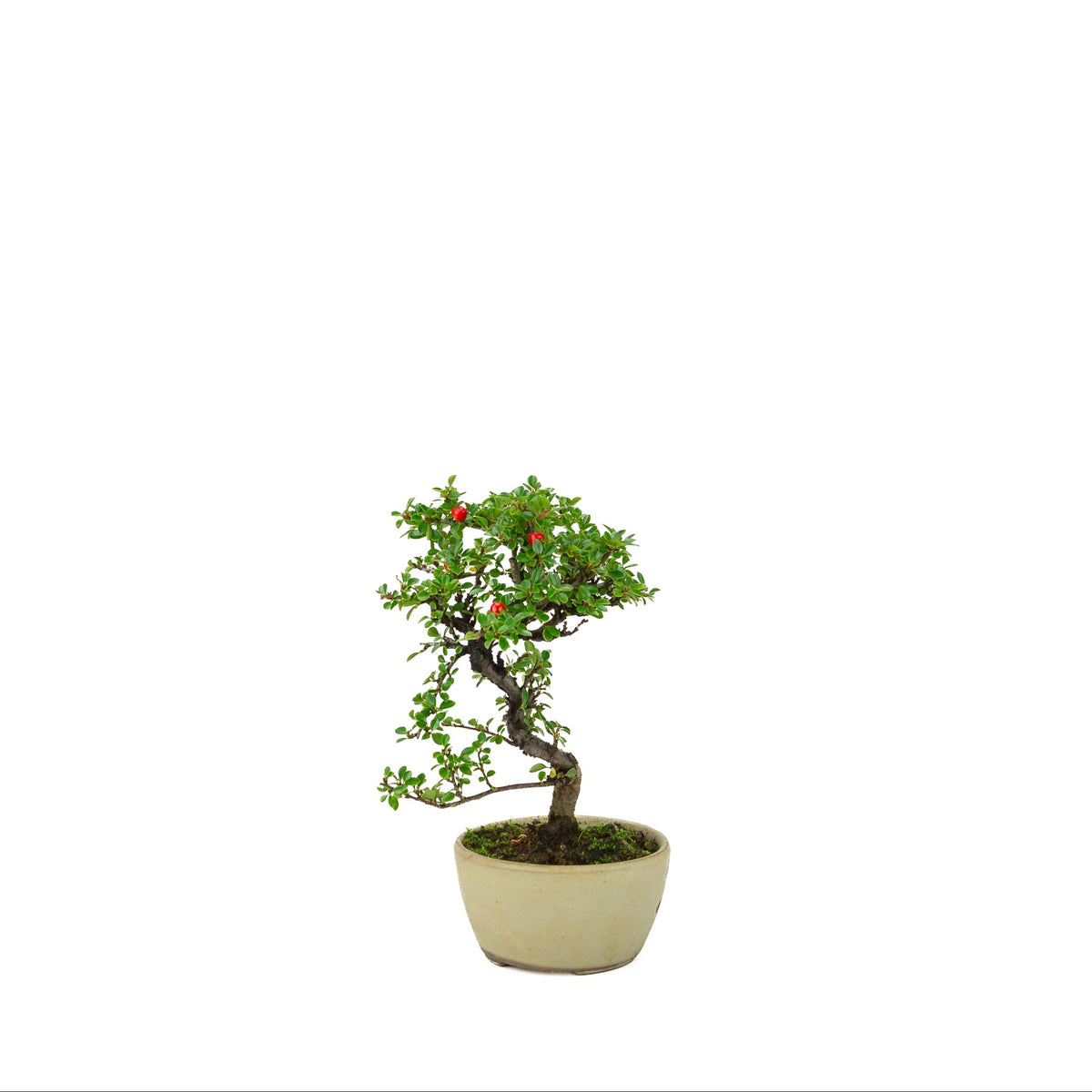 Cotoneaster horizontalis (Cotonéaster rampant) pot rond crème, hauteur ~21 cm