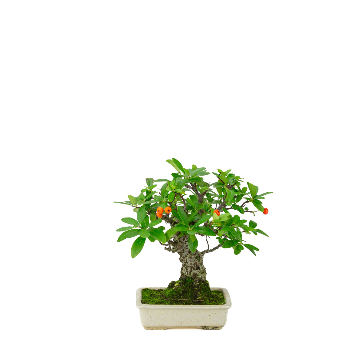 Pyracantha angustifolia (Buisson ardent) pot rectangulaire crème, hauteur ~24cm