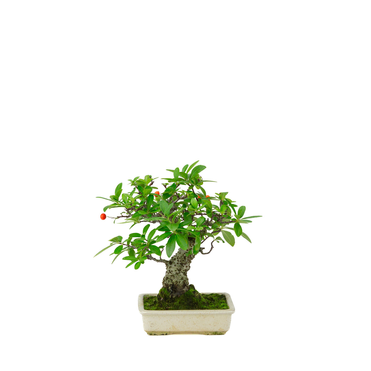 Pyracantha angustifolia (Buisson ardent) pot rectangulaire crème, hauteur ~24cm