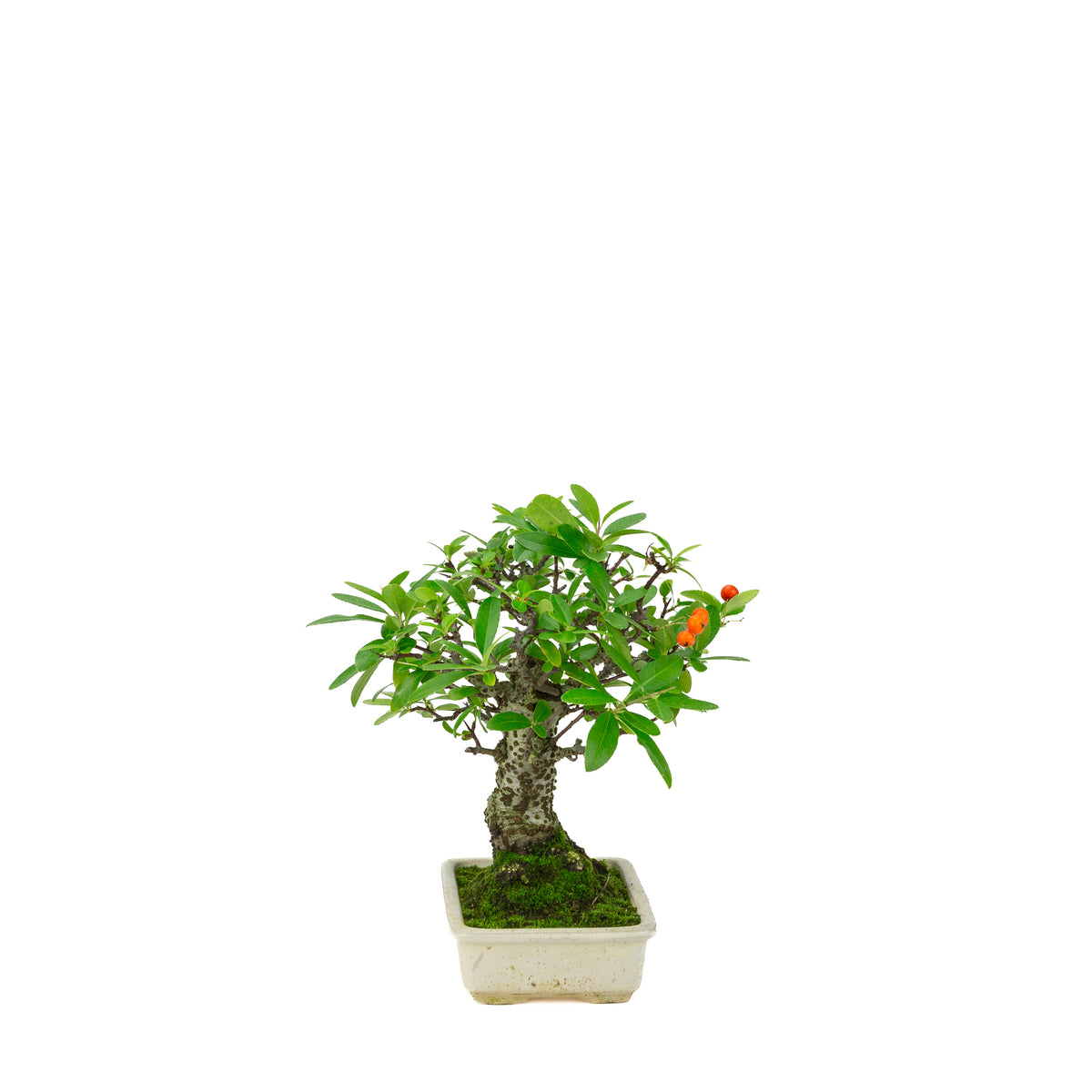 Pyracantha angustifolia (Buisson ardent) pot rectangulaire crème, hauteur ~24cm