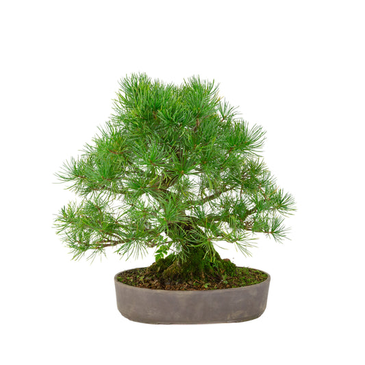 Pinus parviflora pot ovale non émaillé 25 cm, hauteur ~37 cm