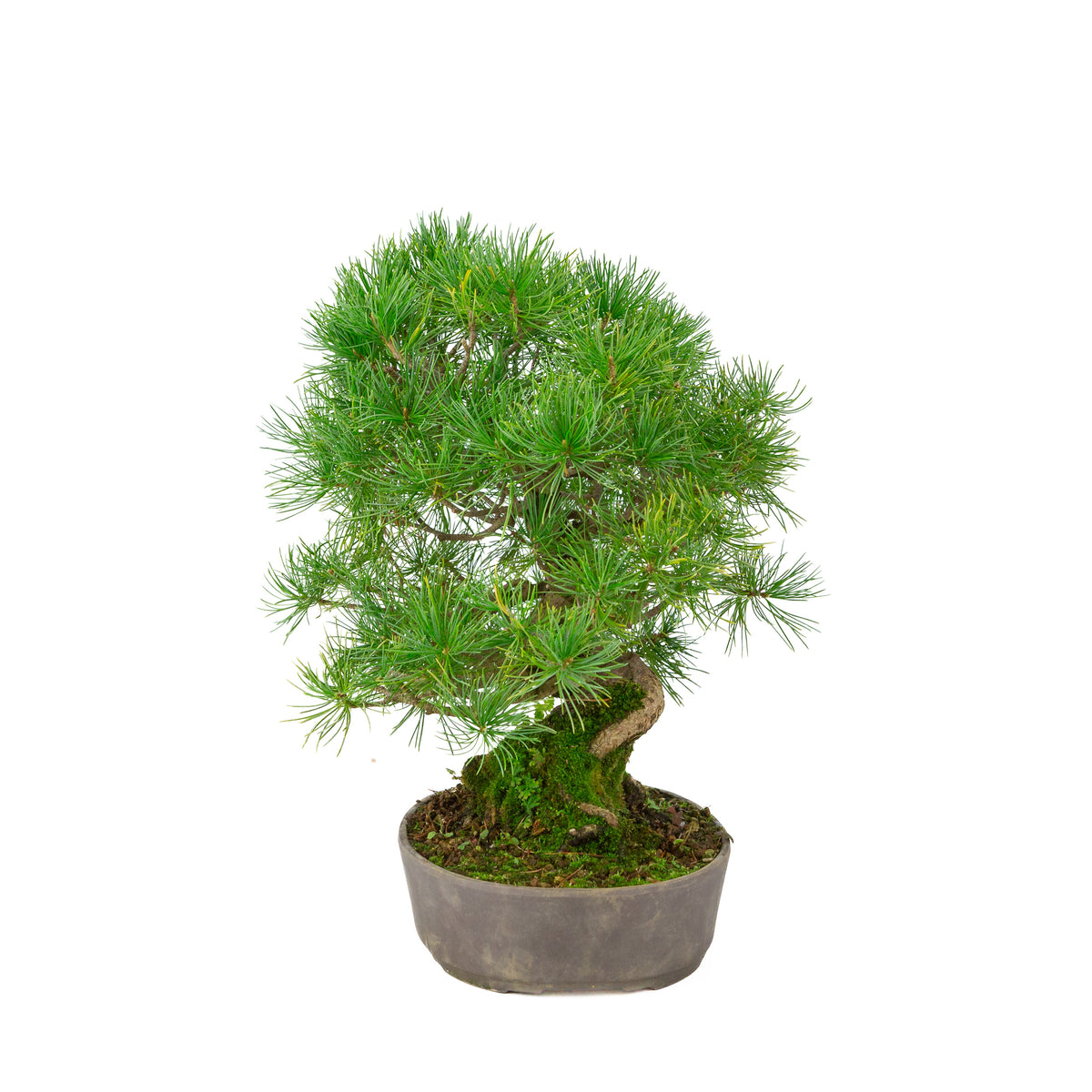 Pinus parviflora pot ovale non émaillé 25 cm, hauteur ~37 cm